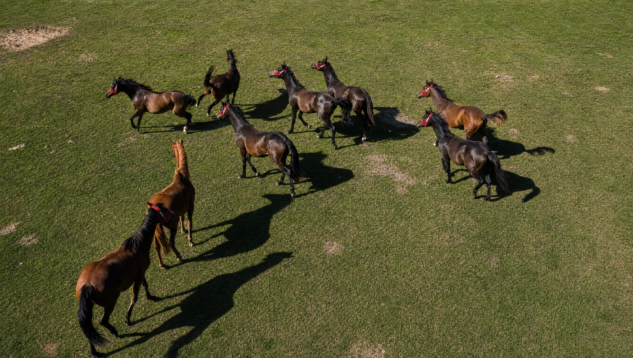 Aerial view of a herd wearing Hoofstep headgear moving across a green pasture
