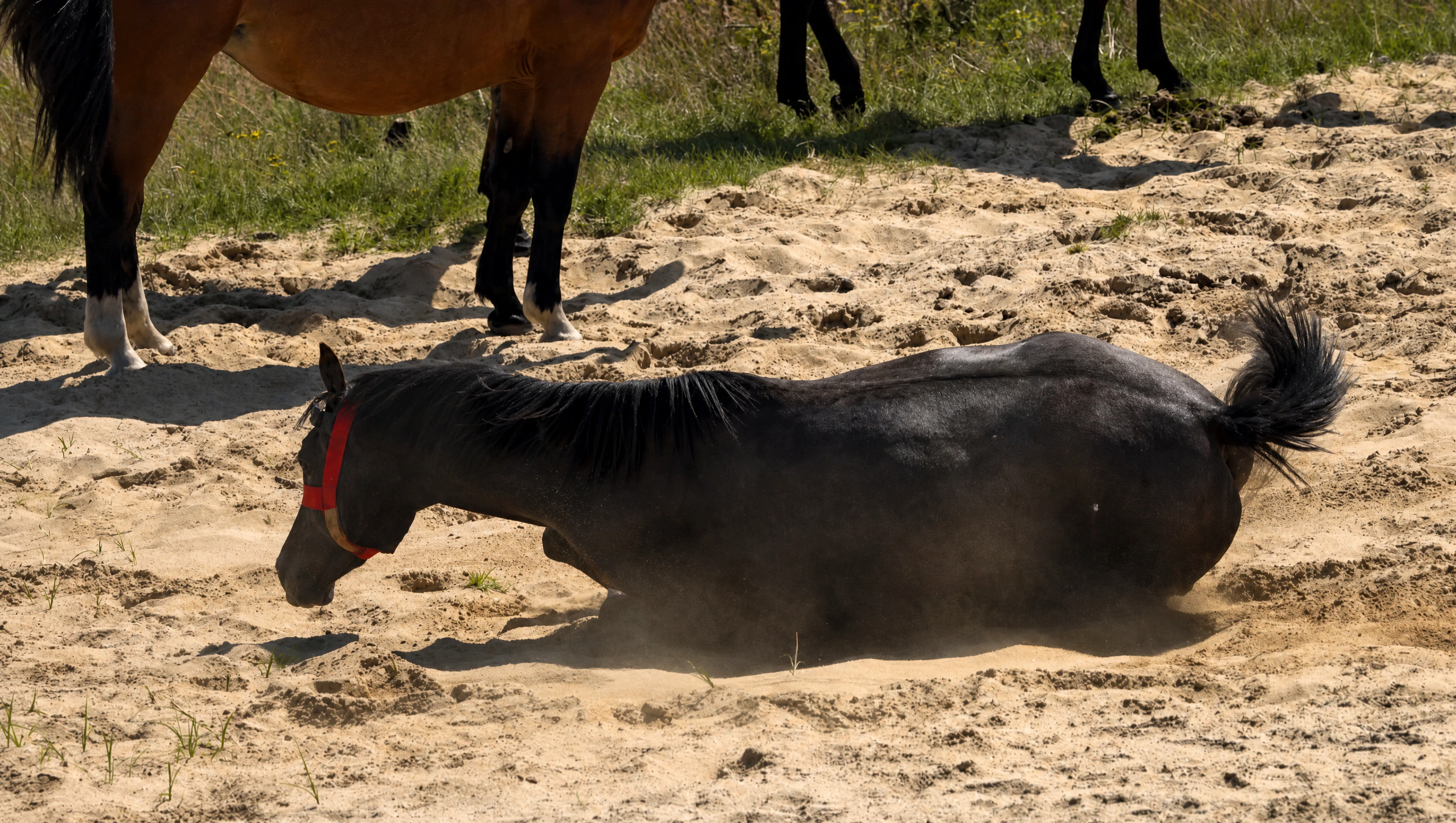 A horse wearing red Hoofstep headgear rolling in sandy ground